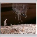 Pemphredon sp Grabwespe 02c 9mm.jpg